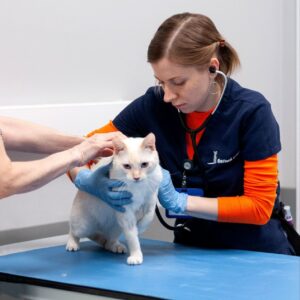 Коту Фене провели операцию