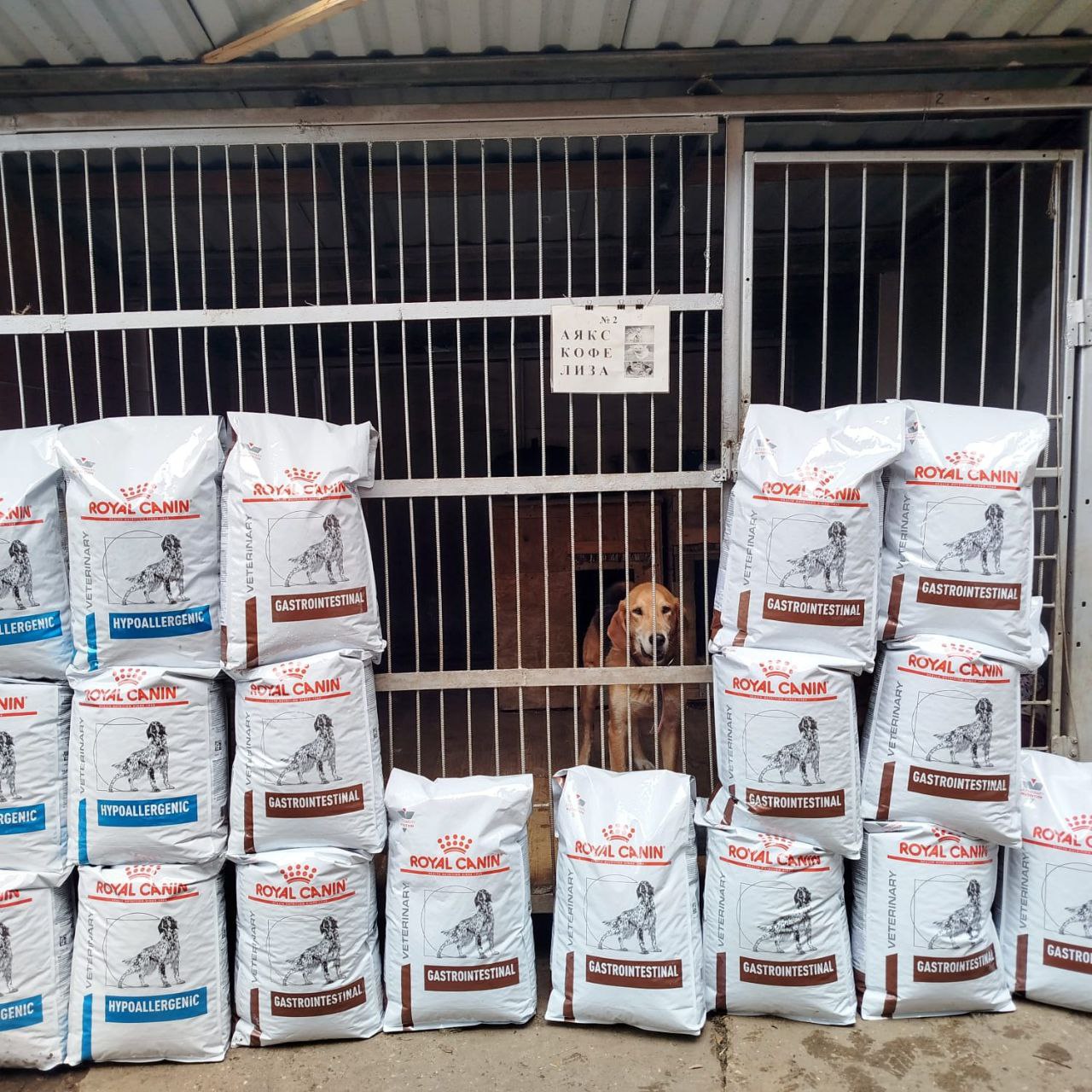 помощь приюту