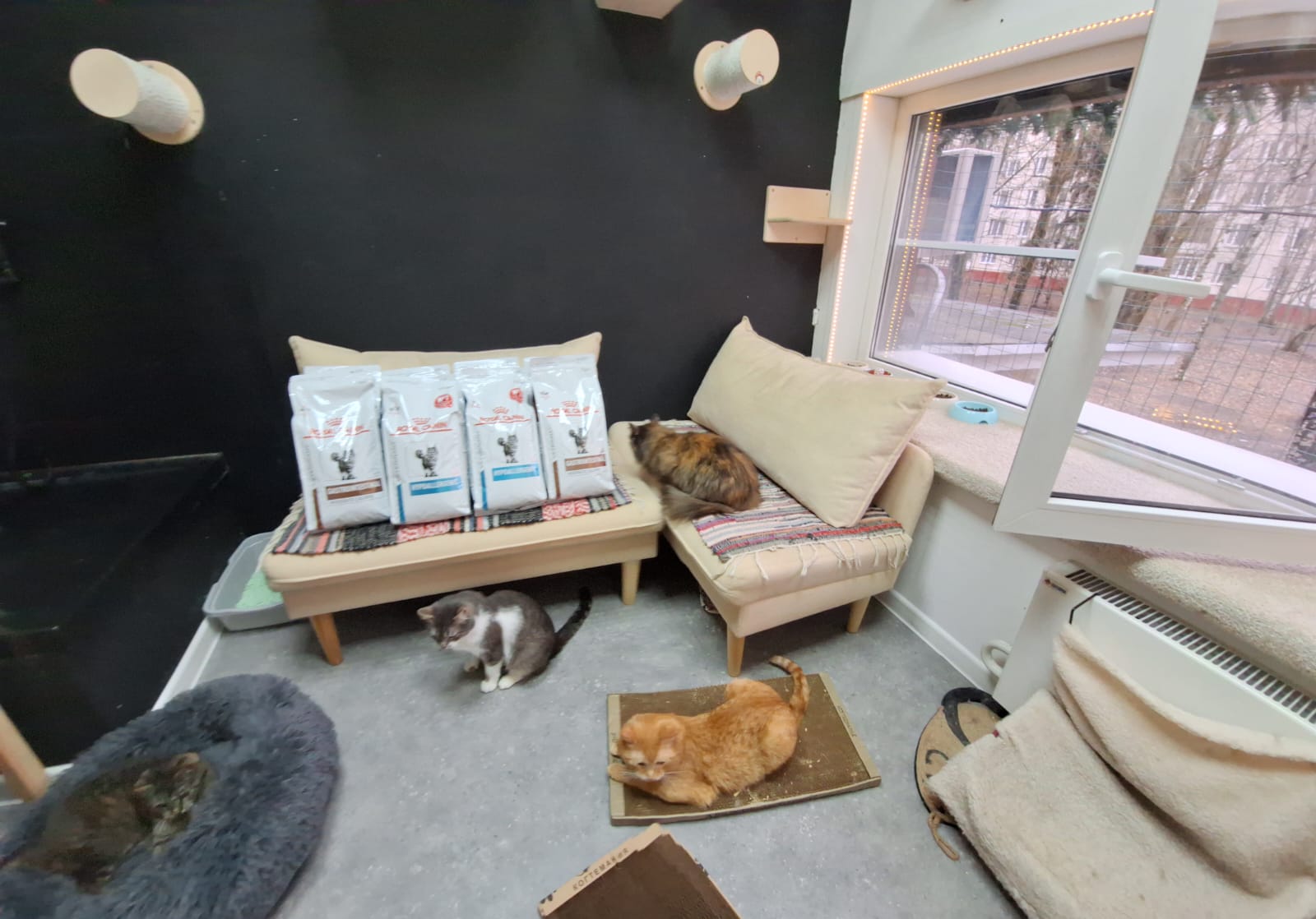 Помощь кошкам