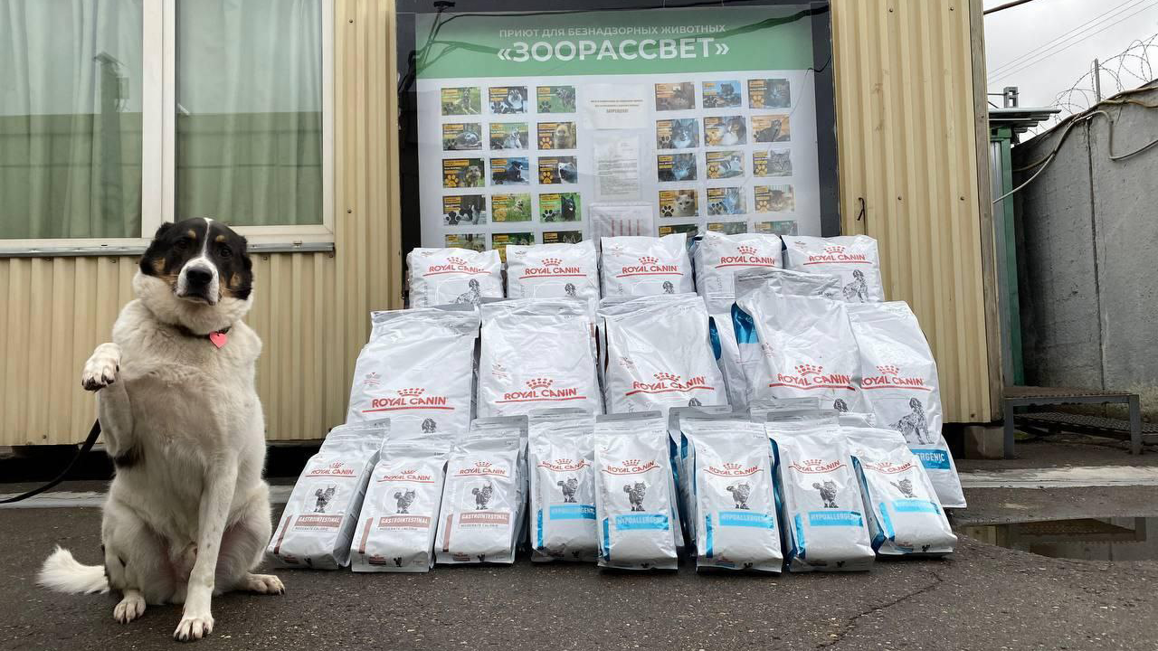 Помощь животным приюта Зоорассвет