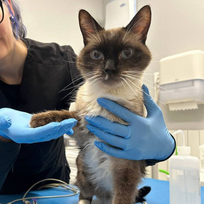 Снежку и Плюшику провели операции