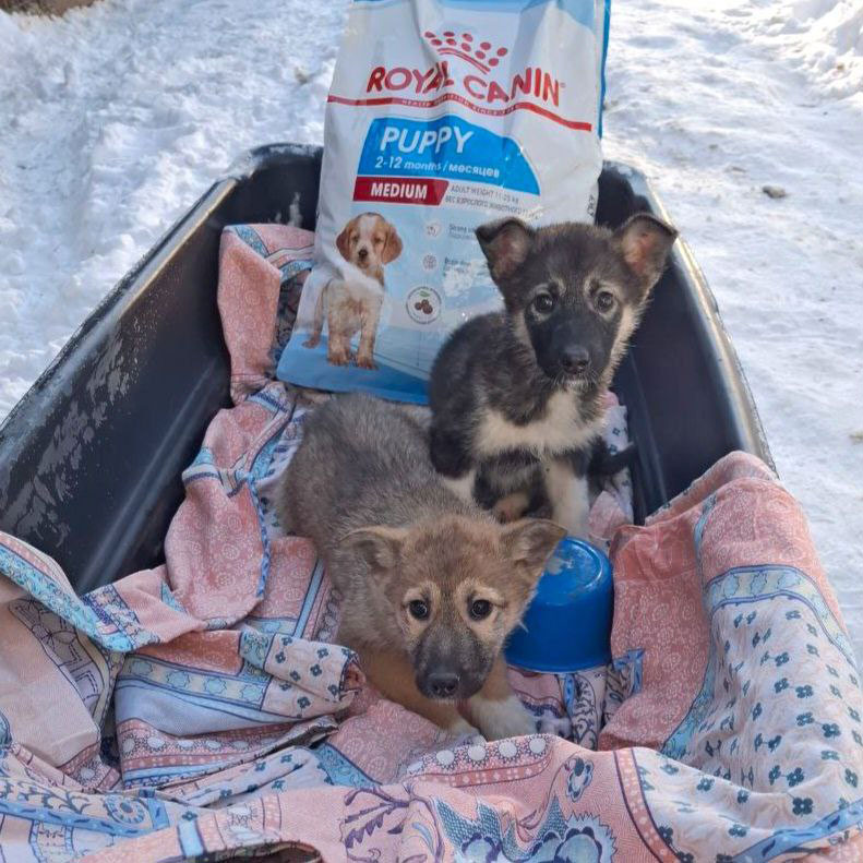 Хвостатая детвора получили подарки