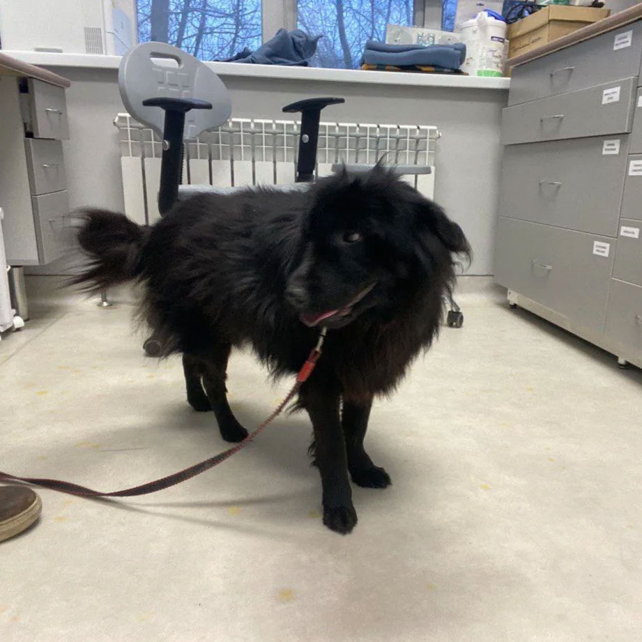 Плюше провели операцию