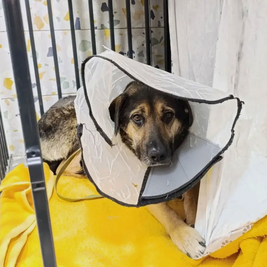 Байкалу успели помочь!