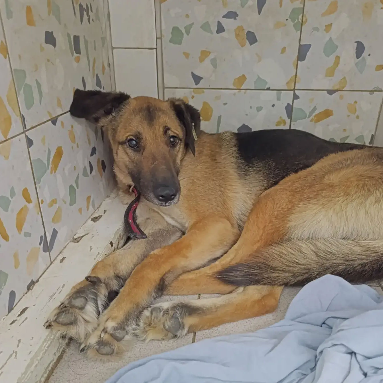 Шнапс победил болезнь!